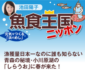 漁獲量日本一なのに誰も知らない 青森の秘境・小川原湖の「しらうお」に春が来た！