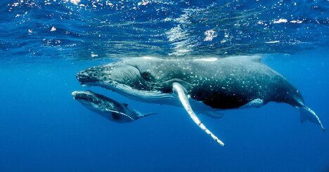 子クジラが母クジラの口の中へ。さらにはイルカも口の中へ【とても感動的な「クジラの抱擁」とは？】