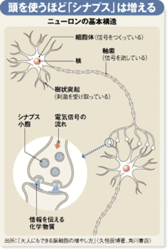 「刺激」こそ若さの妙薬！脳細胞は年をとっても増える