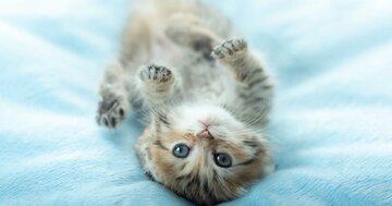 イラッとしたときに心がスーッ…ネコのように気楽になる「魔法のひと言」