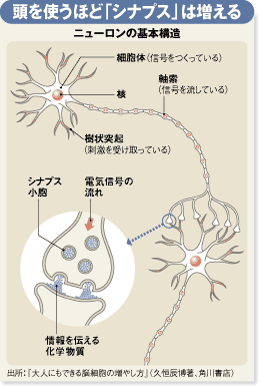 「刺激」こそ若さの妙薬！脳細胞は年をとっても増える