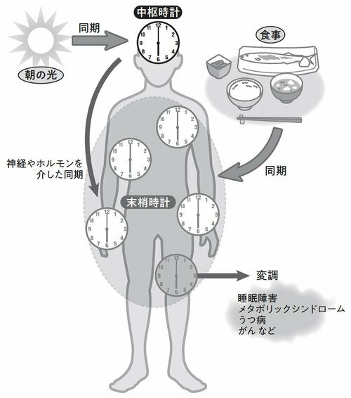 図表2：体内時計が調節されるしくみ