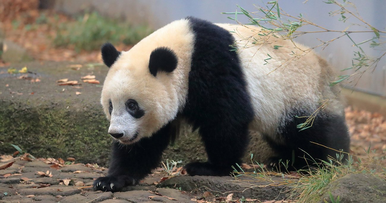 上野公園のパンダ「シャンシャン」を中国へ運んだ舞台裏、阪急阪神エクスプレスが明かす