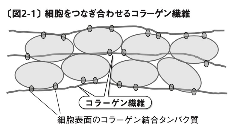 図表：細胞をつなぎ合わせるコラーゲン繊維