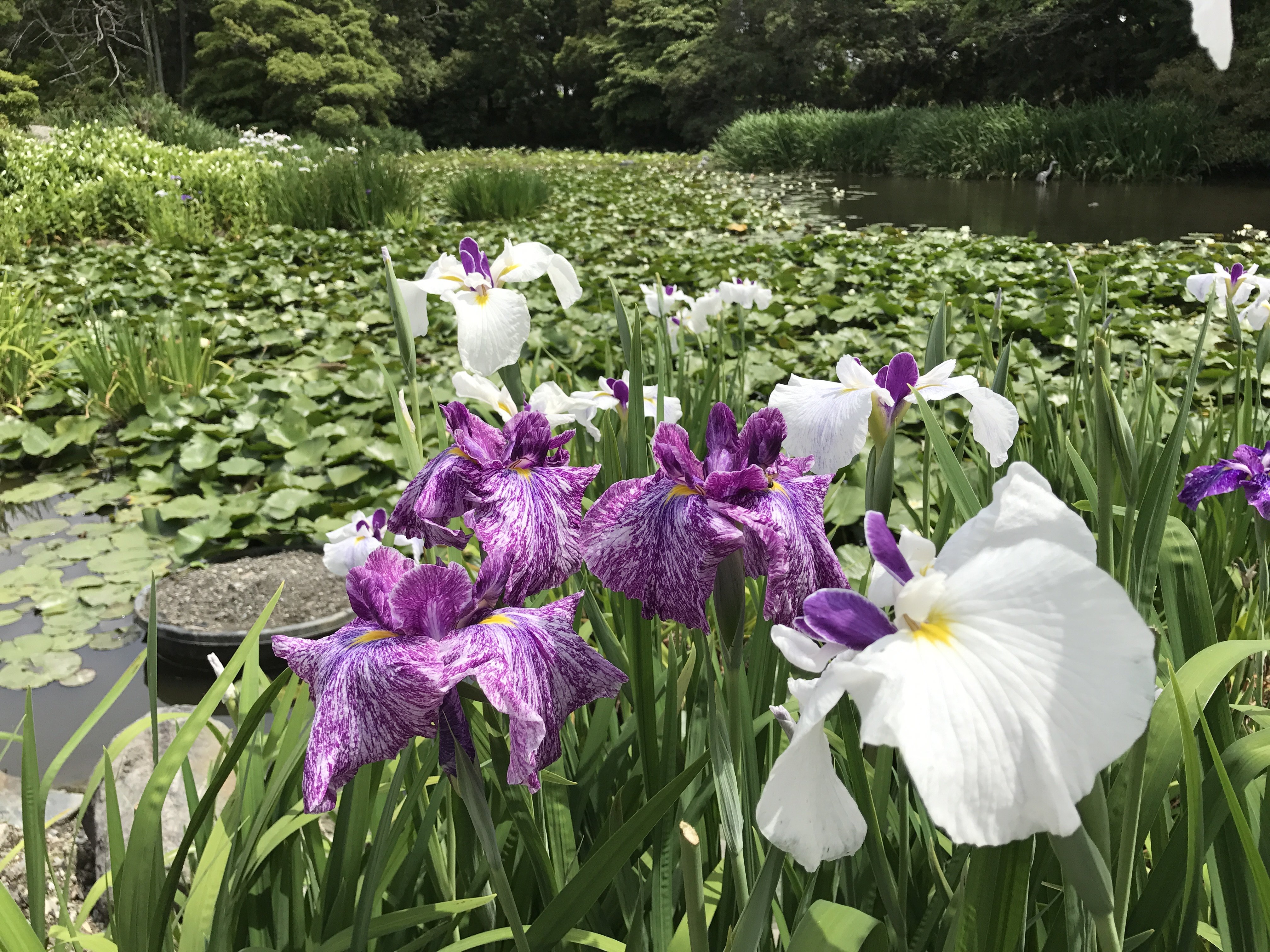 勧修寺