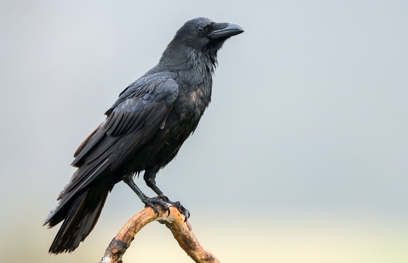 雲研究者、 凶暴なカラスと全力で格闘する。【研究者の泥臭い日常】