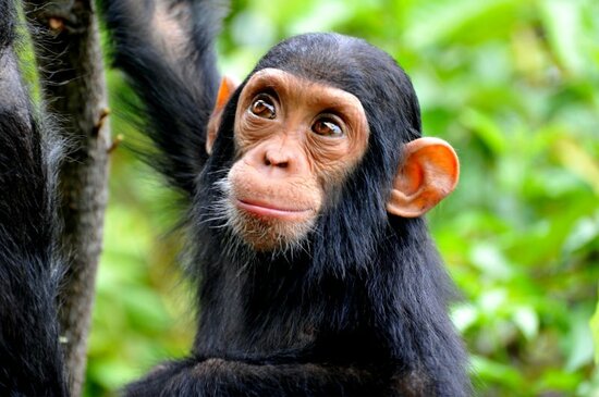 手を洗わず、自分のウンコも食べる…不衛生なチンパンジーは、なぜ人間ほど多くの病気に苦しまないのか？