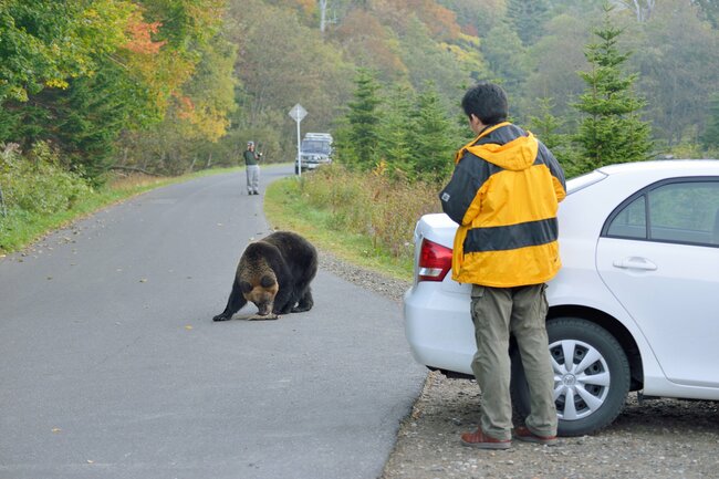 そりゃキレるわ…北海道猟友会が異例の「ヒグマ駆除要請拒否」検討、行政の迷走するクマ対策に喝！