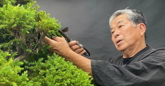 中国マネーが「日本の盆栽」へ！アリババ創業者も1000万円お買い上げ、腕利き職人は給料倍増