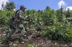 世界最大の大麻市場へ　メキシコ合法化で麻薬犯罪を抑止