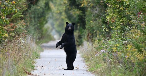 【一生に一度は食べたい】都会では出会えない「とろけるクマ肉」の衝撃体験！
