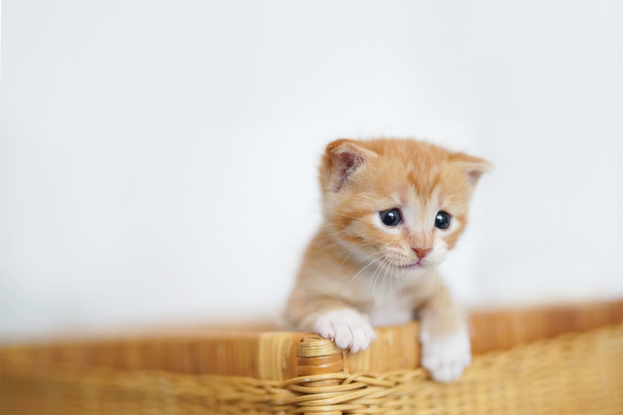 猫の不安を取り除く新薬が承認、もう動物病院なんか怖くない！