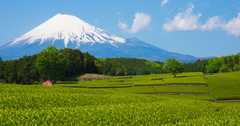 なぜ静岡県は富士山・餃子以外で他県と争わないのか