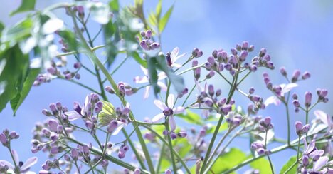 「独活」「栴檀」なんて読む？【大人の教養クイズ】