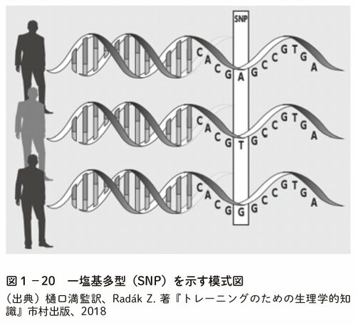 図表3:一塩基多型(SNP)を示す模式図