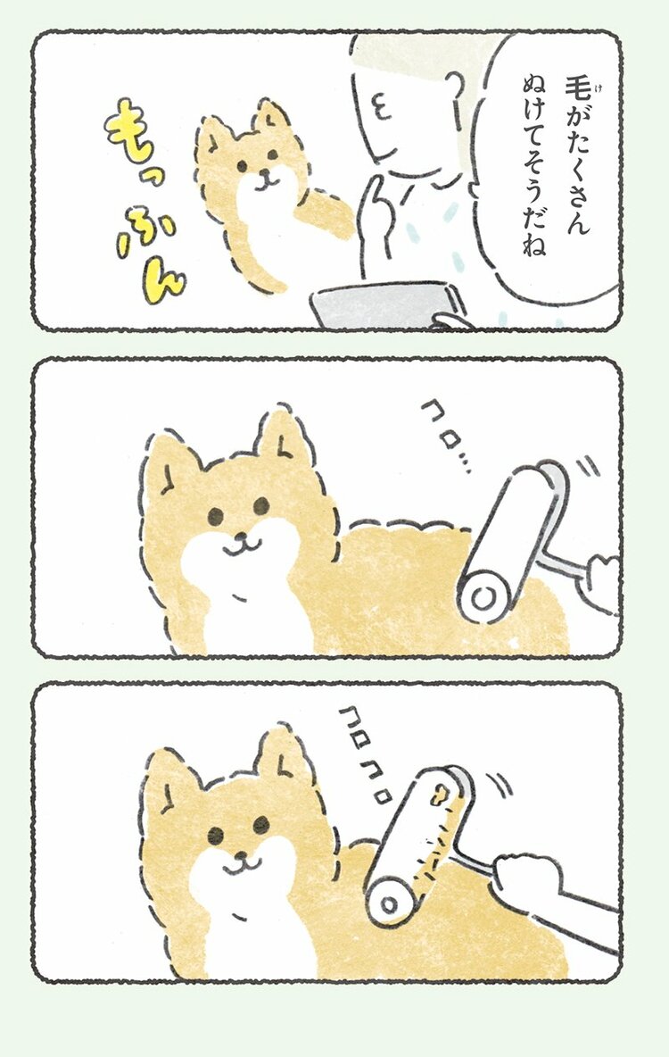 コロコロしたらね