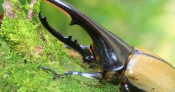 「ナウシカ」のような巨大昆虫はなぜいない？100万種もいるのに“全部小さい”意外な理由