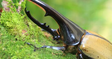 「ナウシカ」のような巨大昆虫はなぜいない？100万種もいるのに“全部小さい”意外な理由