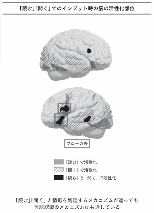 図表：「読む」「聞く」でのインプット時の脳の活性化部位