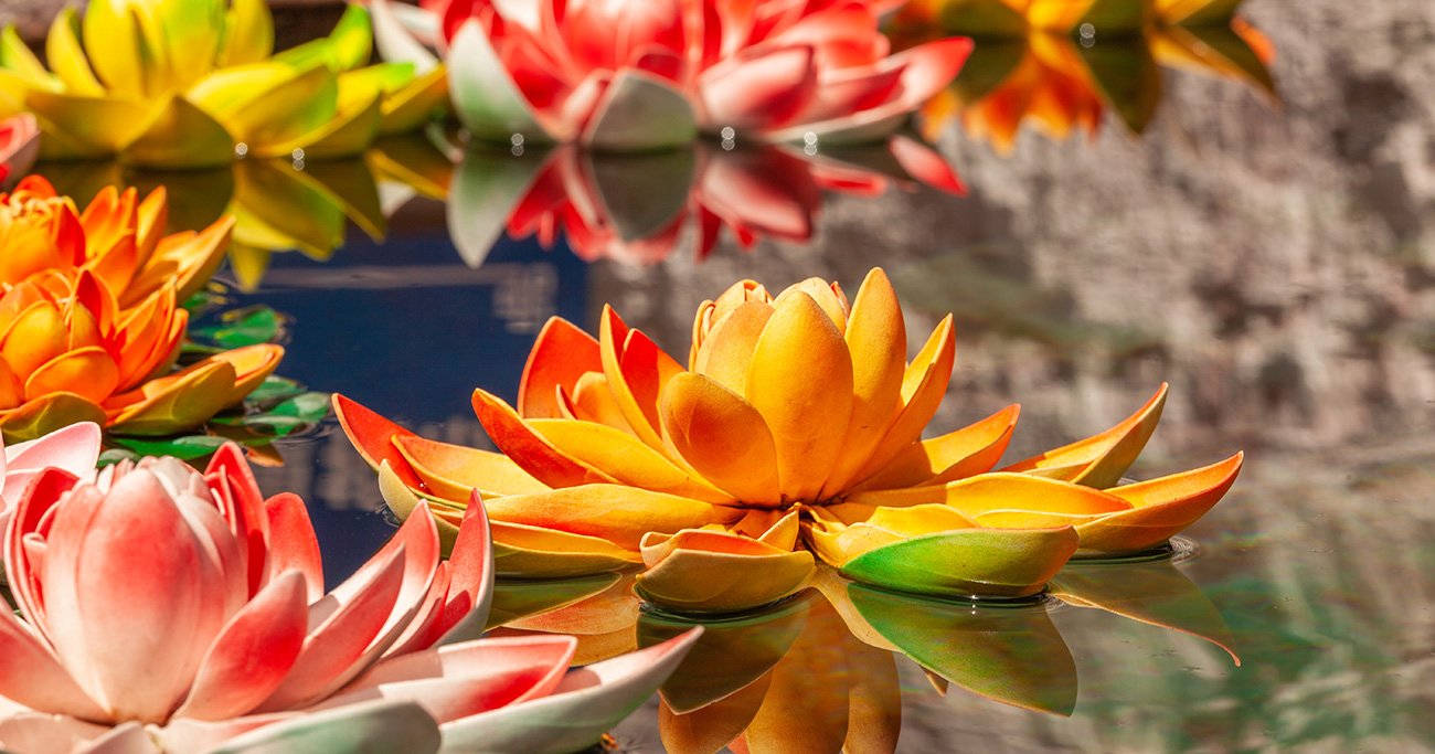 ハスの花