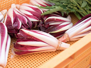 一流シェフが絶賛する日本産のイタリア野菜