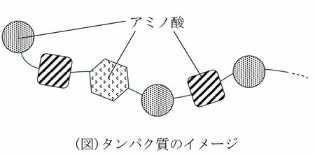 図:タンパク質のイメージ
