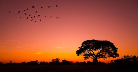 「人類の歴史には、絶えず絶滅の波が押し寄せ、かつて存在した多くの系統はその途中で…」全人類の共通の母「イヴ」の“驚くべき正体”とは？