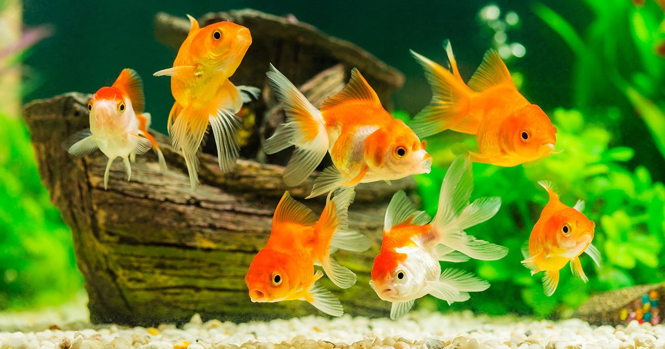 金魚はなぜ口をパクパクさせるのか？…水中に棲む魚が「肺」を持つその意外な理由とは？