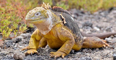 【“進化”は種の繁栄や保存のためには起こらない】俗説を信じている人は必読、人気の生物学者が教える「進化」の驚きの真実とは？