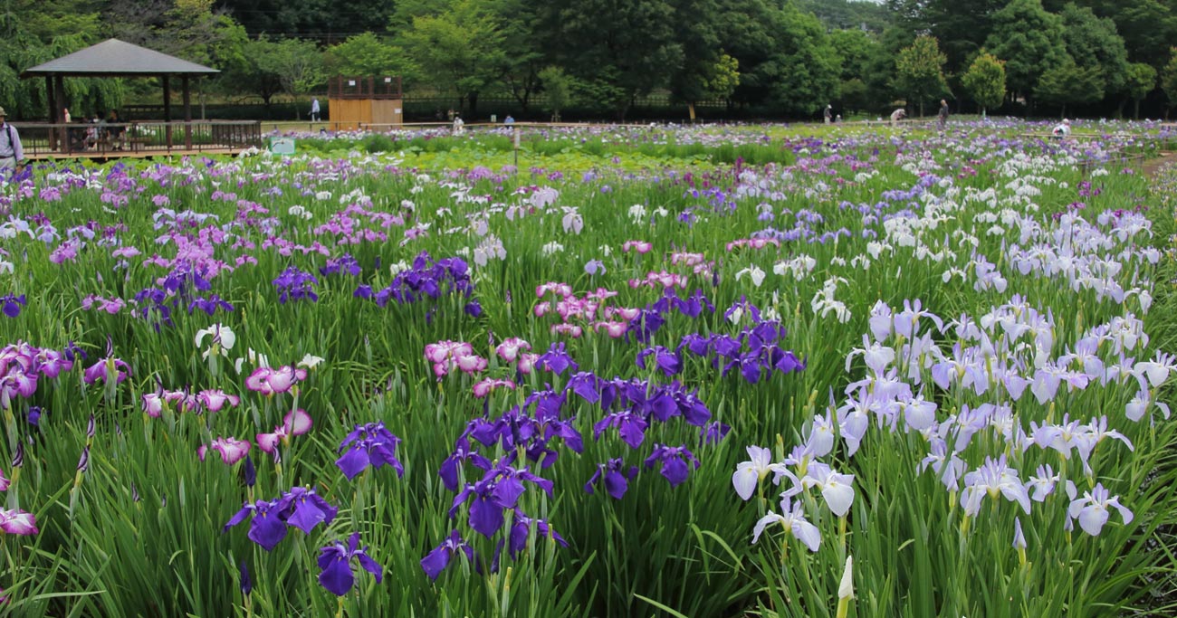 東村山市,小学校区