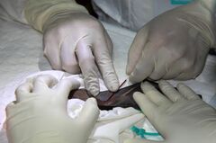 コロナ起源巡り新たな手掛かり、ヒトへの感染でカギに