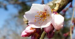 京都で一番早い桜はどこに咲く!?