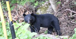 「犬の頭がクマの口にすっぽり…」それでも母グマがとどめを刺さなかった理由【9回襲われても生還したクマ研究家】