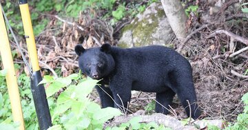 「犬の頭がクマの口にすっぽり…」それでも母グマがとどめを刺さなかった理由【9回襲われても生還したクマ研究家】
