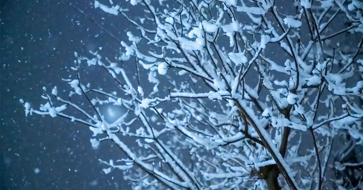 雪が積もった木