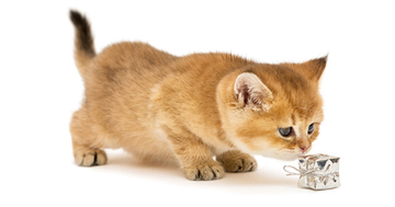 猫は常に○○を使って危険を避ける。あなたもそれを使えば、「しまった!」と後悔することがなくなるはず。全仏ベストセラーの猫本が教える、幸せに生きるヒント