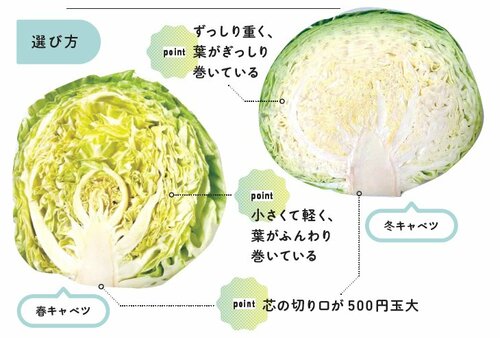 胃粘膜を保護し腸を整える「キャベツ」。しっかり効果を得るには生食が正解な理由