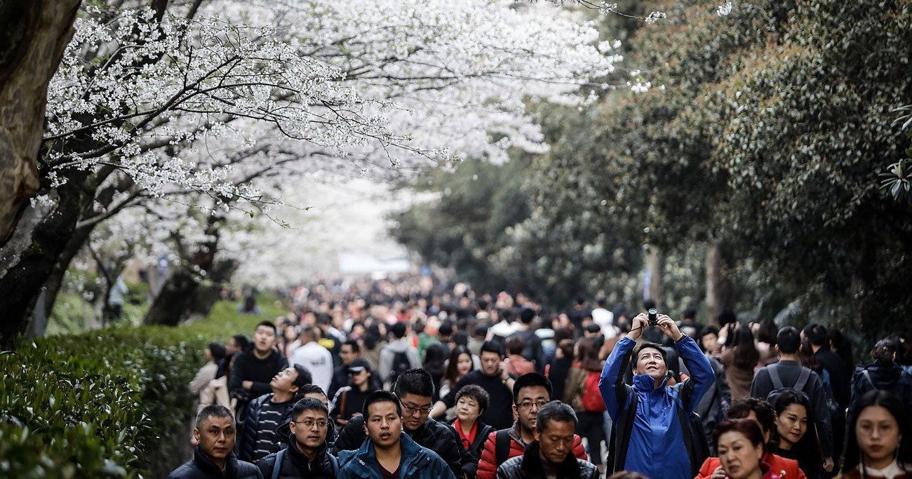 中国で「日本風のお花見」と桜の名所が増えている理由 - ＤＯＬ特別レポート