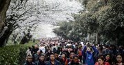 中国で「日本風のお花見」と桜の名所が増えている理由