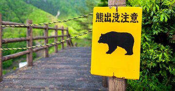 クマ出没で地方経済が深刻ダメージ...農作物被害1.8倍増!登山や温泉、紅葉キャンプに足かせの波紋