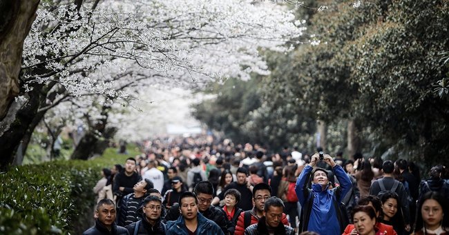 武漢大学は、中国国内でも「桜の名所」として有名