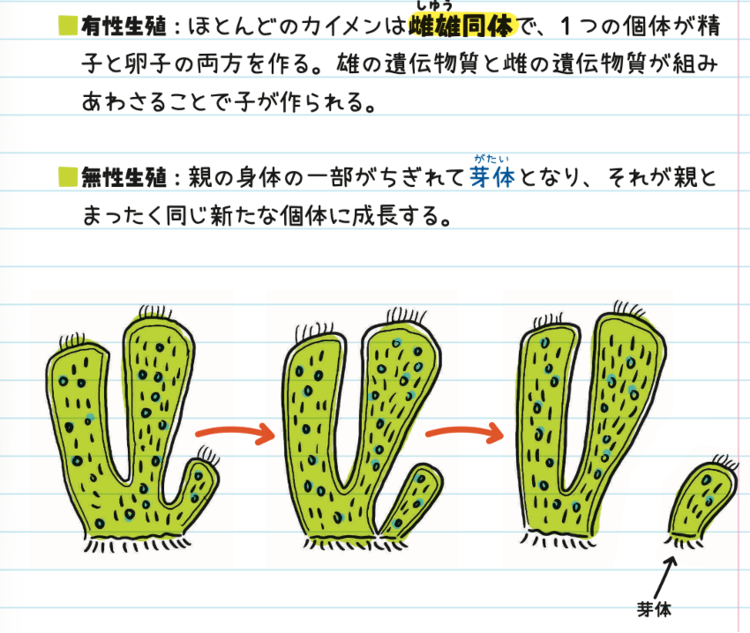 地球上の動物の95％は「骨がない」？ カイメンやクラゲが持つ驚きの生態と賢い生存戦略