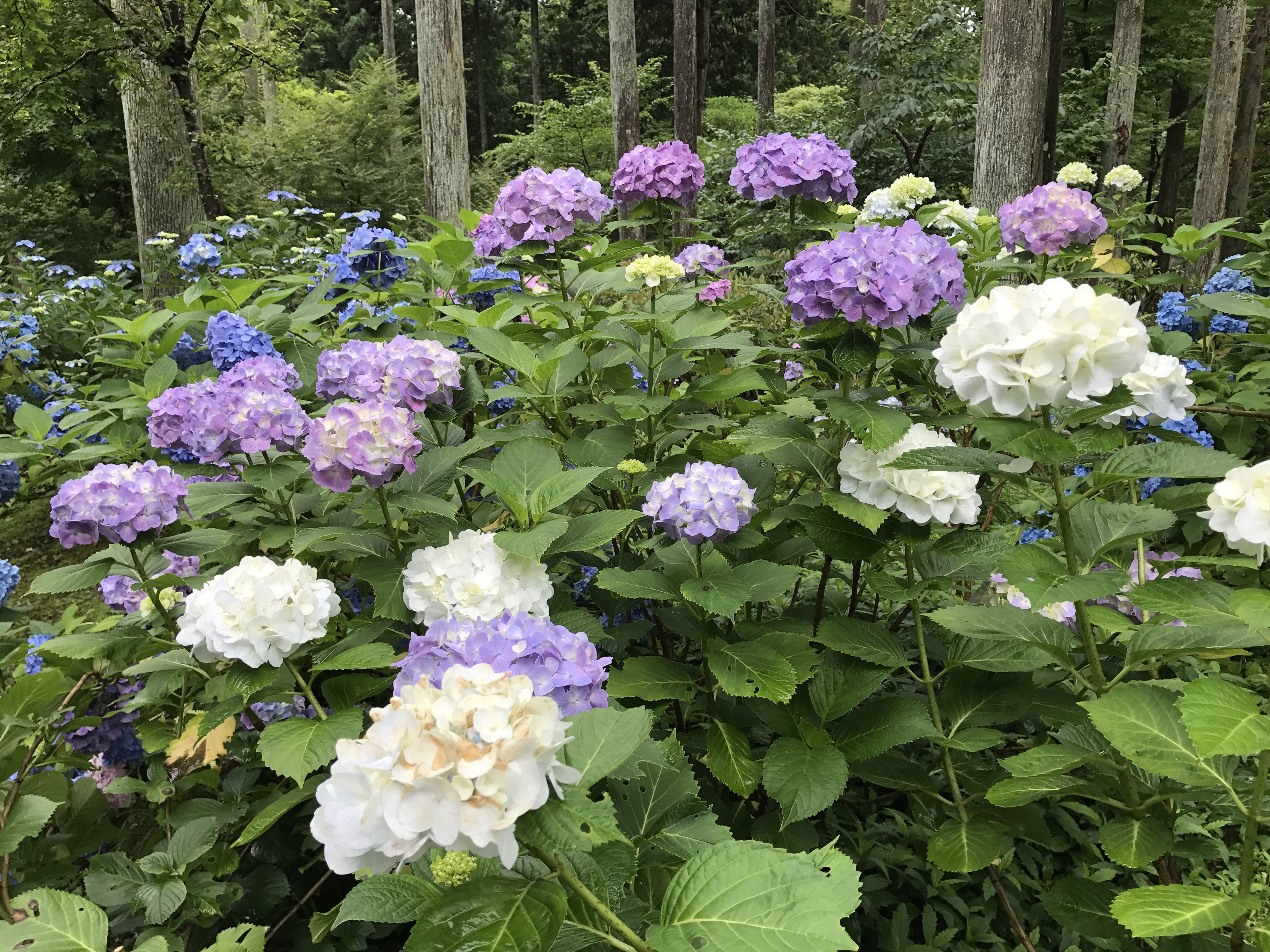 三千院