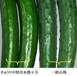 むきやすい栗から短いネギ、イボなしキュウリまで<br />日本の食卓にやさしい“機能野菜”づくりの匠たち