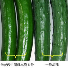 むきやすい栗から短いネギ、イボなしキュウリまで日本の食卓にやさしい“機能野菜”づくりの匠たち