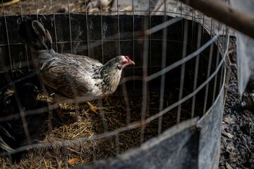 欧米、鳥インフルにワクチンで対抗へ