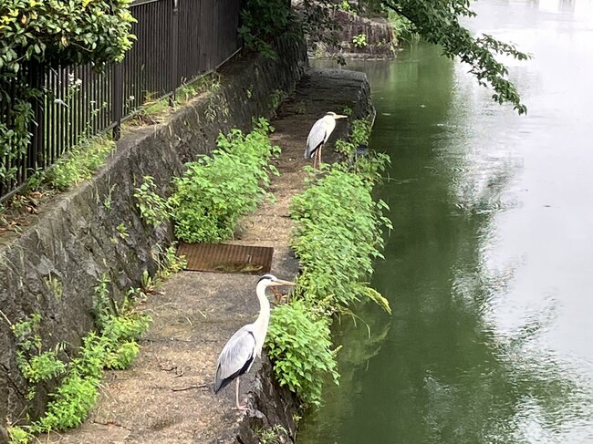 琵琶湖疏水