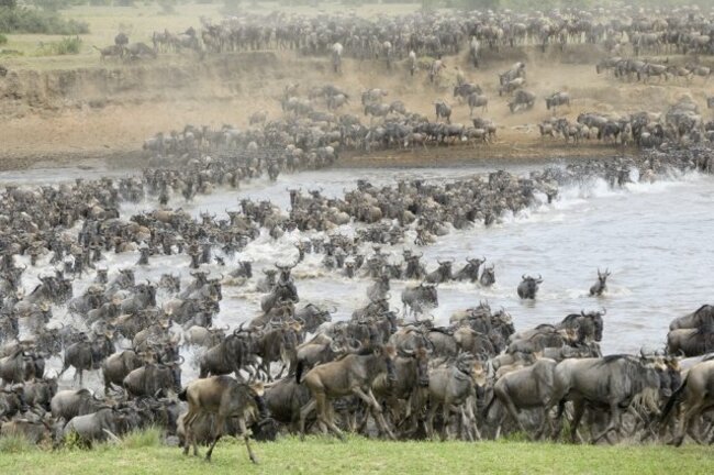 アフリカに暮らす動物たちの楽園「セレンゲッティ国立公園」
