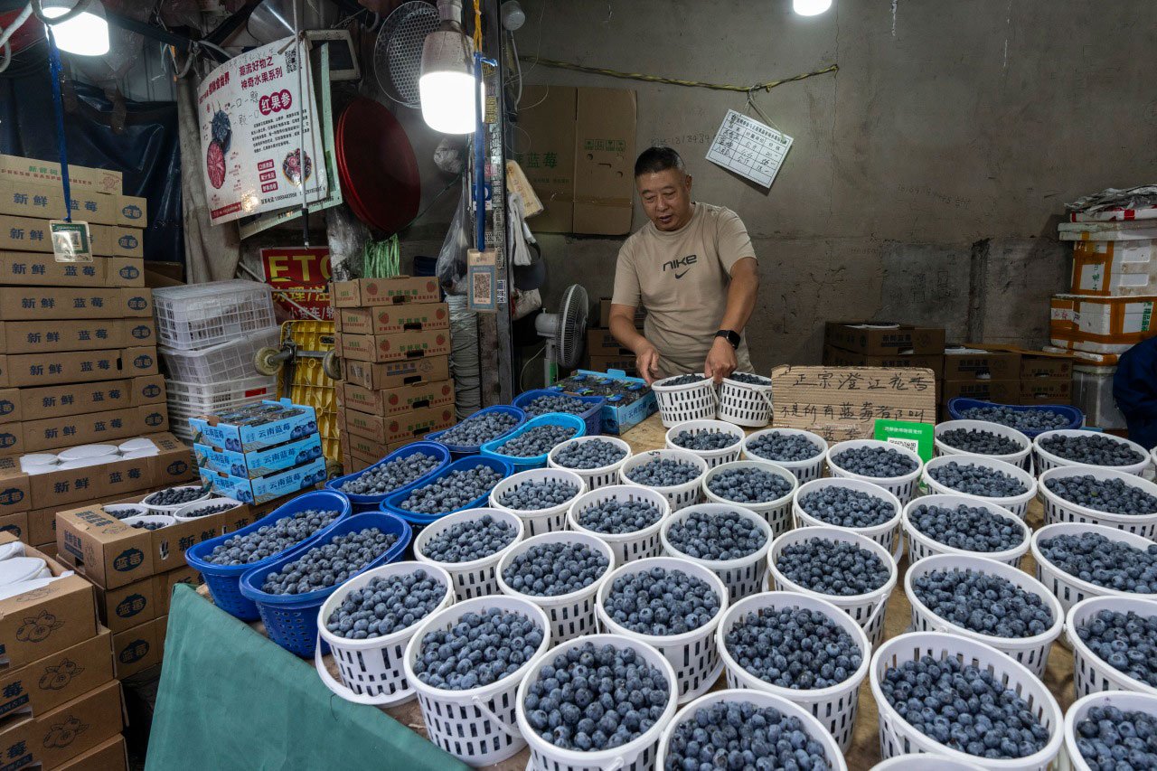 中国でブルーベリー市場開拓の米企業、栽培ノウハウ奪われる