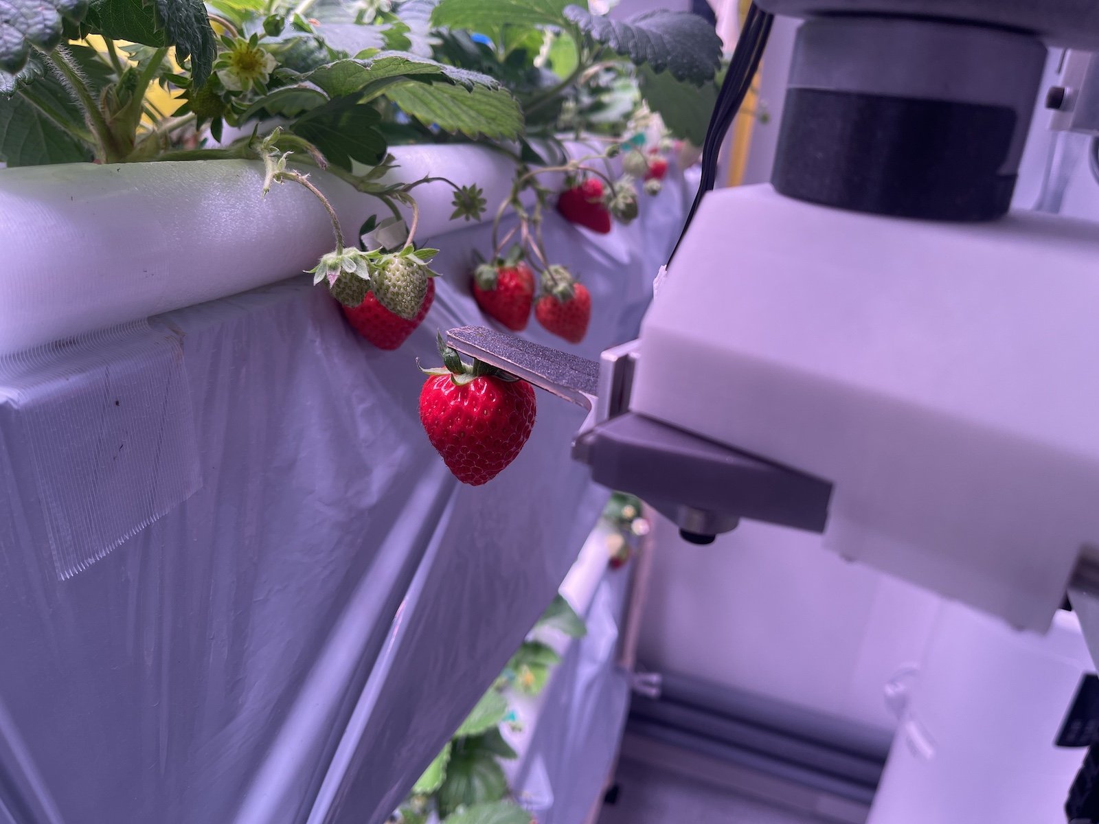 イチゴを収穫するロボットの様子